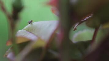 Ant eats leaves 2 video