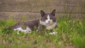 mignonne chat mensonge sur le herbe video