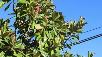 Magnolia leaves detail video