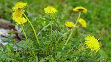 schließen oben Schuss von Blumen Löwenzahn Frühling Bokeh video