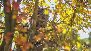 Cat amongst autumn leaves 2 video