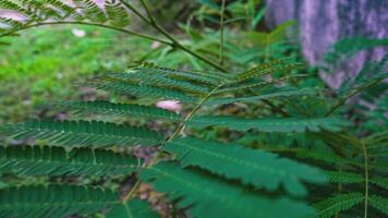 Fern leaves detail 3 video