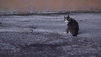 Stray Cat Grooming Itself video