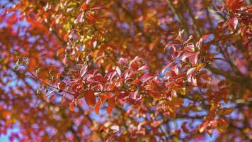 detailopname foto van rood herfst blad 7 video
