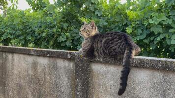 gato acostado en pared video