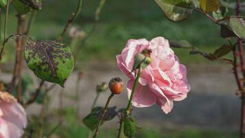 bloeiend roos in de tuin 2 video