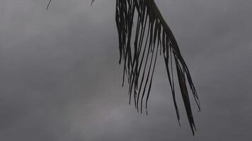 Silhouette von Palme Blätter von das Karibik gerührt durch das Wind 2 video