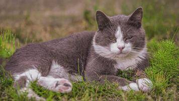 mignonne chat mensonge sur le herbe 2 video