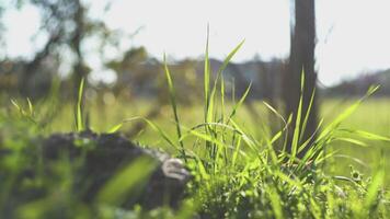 Gras auf das Wiese beim Frühling 3 video