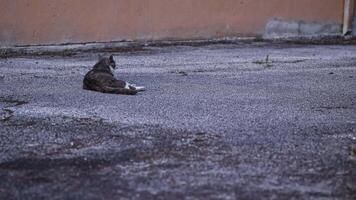 disperso gato em repouso em asfalto video