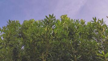 Tree from below sky video