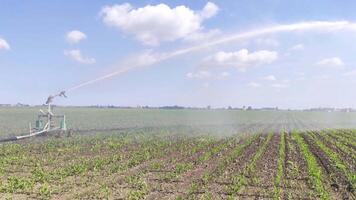 Corn irrigation scene video