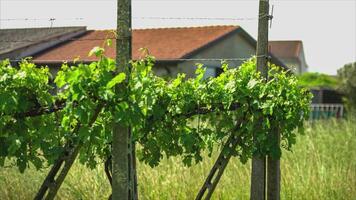 Vineyard detail in spring video