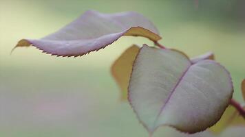 Leaf detail in nature video