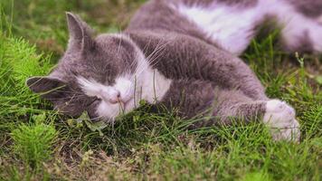 mignonne chat dort sur le herbe 2 video