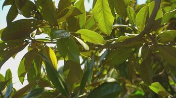 backlight Foliage detail video