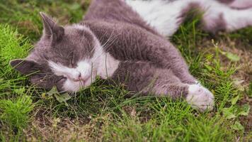 mignonne chat dort sur le herbe 3 video