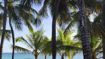 Palme Bäume auf das Meer video