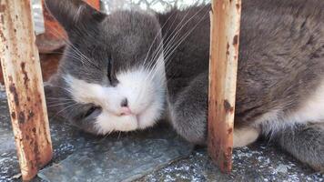 Cat sleeps on a window video