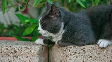 Cute gray cat Portrait video