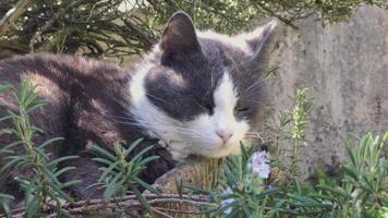 en katt liggande på de gräs video