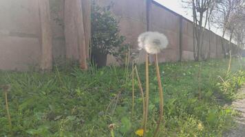 taraxacum detail in voorjaar video