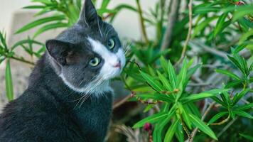 chat pièces parmi le les plantes video