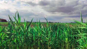 campagne paysage avec herbe video