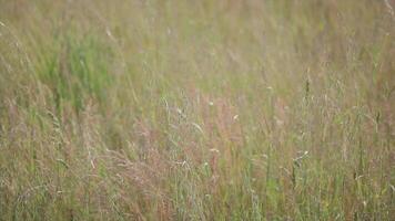 Oat field in spring 2 video