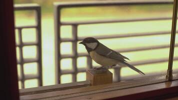 peu oiseau sur le fenêtre 2 video