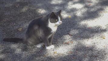 gato sentado em a concreto video