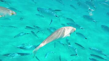 Fisch schwimmen im das transparent Wasser von das Meer im Sardinien 2 video