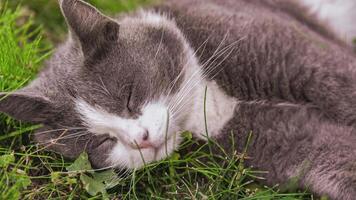 Cute cat rolls on the grass video