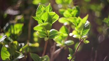 neue Blätter im Frühling video