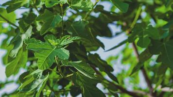 Fig leaves detail video