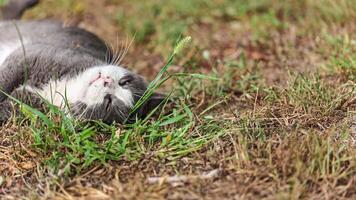 cinzento gato em repouso em fresco Relva video