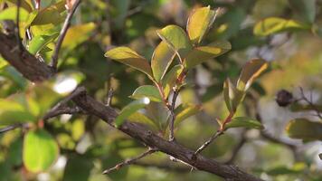 brindille avec des feuilles video