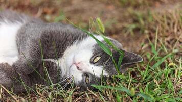 grau Katze ruhen auf frisch Gras video