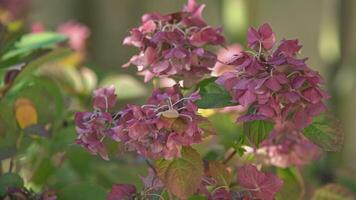 bloemen zijn verwelken video