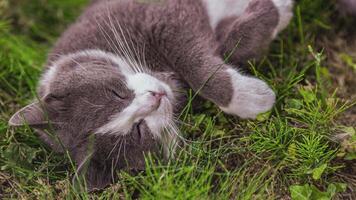 mignonne chat Rouleaux sur le herbe 2 video