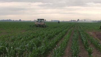 Weeding of corn video