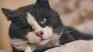 Close-up of a Domestic Cat at Home video