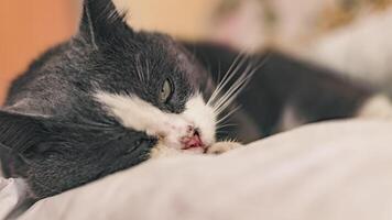 Close-up of a Domestic Cat at Home video