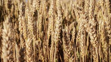 macro dettaglio di un' maturo biologico Grano orecchio video