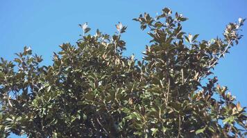 magnolia arbre détail 4 video