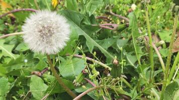 Dandelion in the infructescence period video