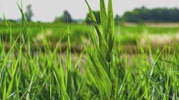 greppel riet gras 3 video