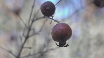 Granatäpfel Detail auf Baum video