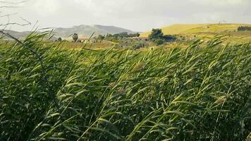 Ditch grass moved by the wind video