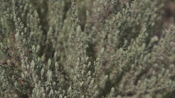 lavanda pianta dettaglio 2 video